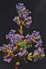 Ceanothus cuneatus ramulosus
