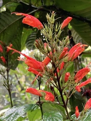 Stenostephanus