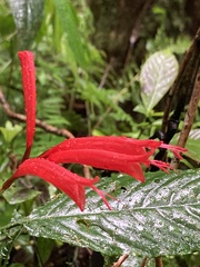 Stenostephanus