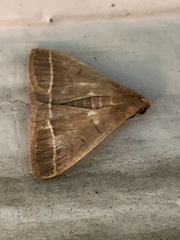 Simplicia cornicalis