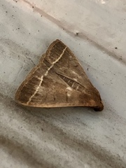 Simplicia cornicalis