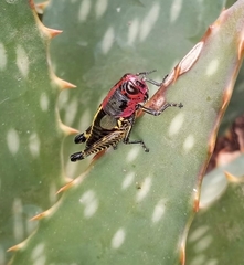 Aztecacris laevis
