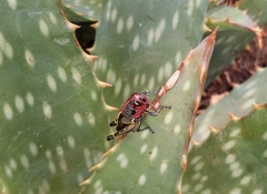 Aztecacris laevis
