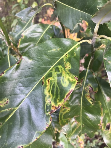 Tulip Tree Leaf Miner