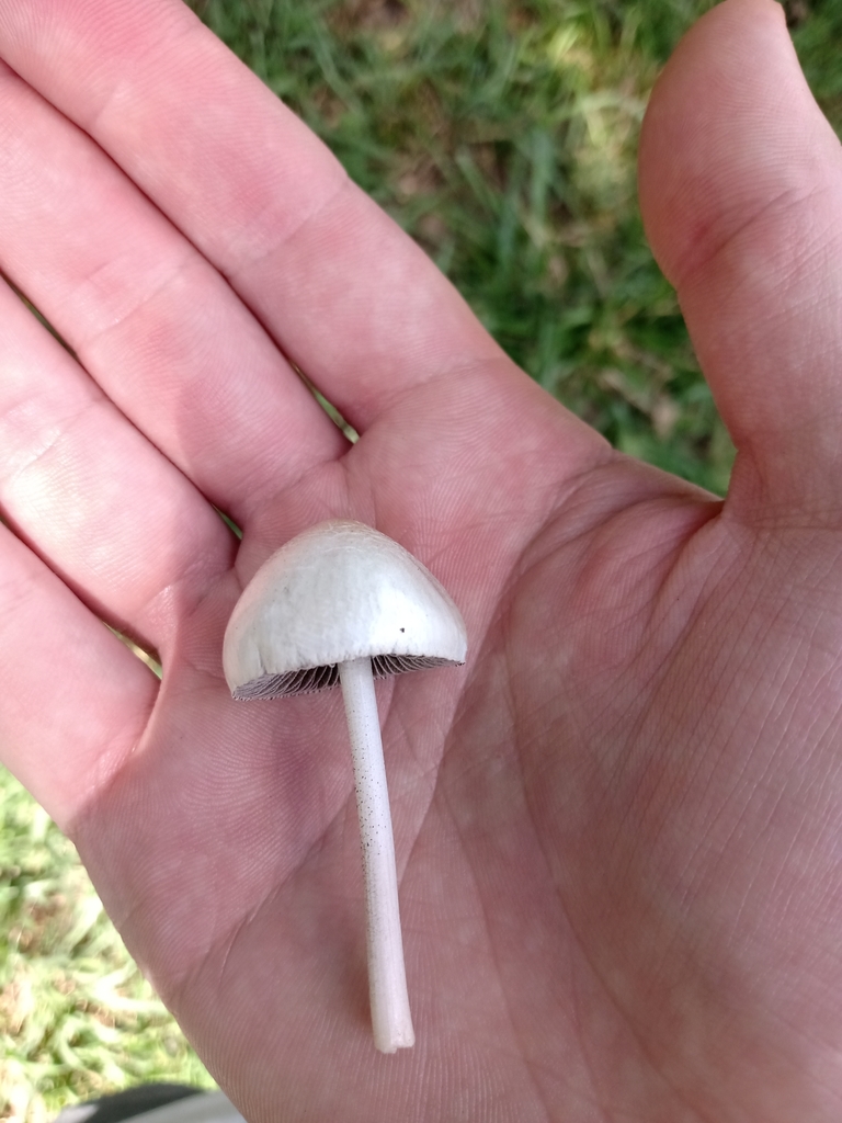 Panaeolus antillarum · February 2021 · photo: © gonsaro (iNaturalist, cc-by)