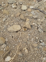 Leioproctus fulvescens