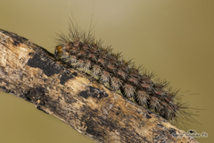 Paracles fusca