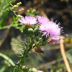 Cirsium creticum