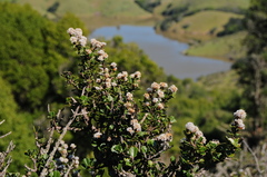 Ceanothus decornutus