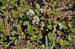 Ceanothus decornutus