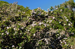 Ceanothus decornutus