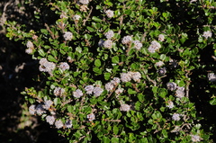 Ceanothus decornutus