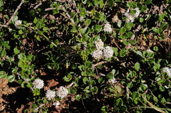 Ceanothus decornutus