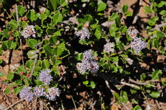 Ceanothus decornutus