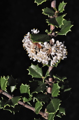 Ceanothus decornutus