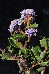 Ceanothus decornutus