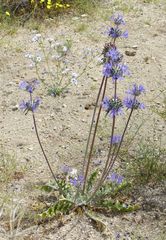 Salvia carduacea