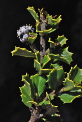 Ceanothus decornutus