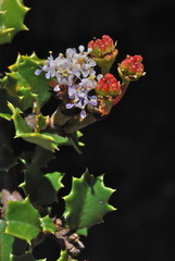 Ceanothus decornutus