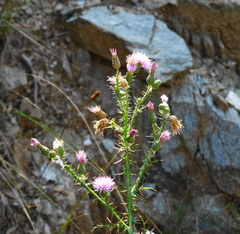 Cirsium creticum