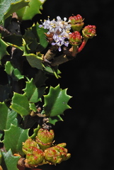 Ceanothus decornutus