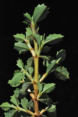 Ceanothus decornutus