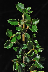 Ceanothus decornutus