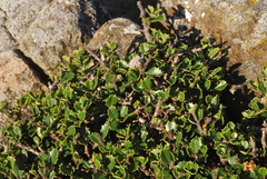 Ceanothus decornutus