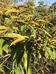 Miconia rubiginosa