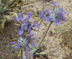 Salvia carduacea