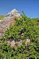 Ceanothus decornutus