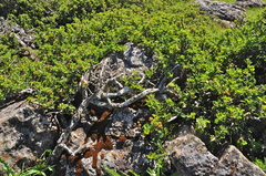 Ceanothus decornutus