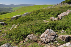 Ceanothus decornutus