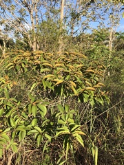 Miconia rubiginosa