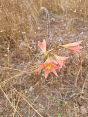 Zephyranthes advena