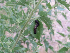 Hexorthodes accurata