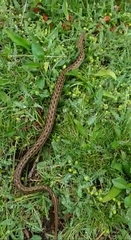 Tachymenis peruviana