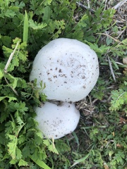 Agaricus campestris