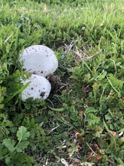 Agaricus campestris