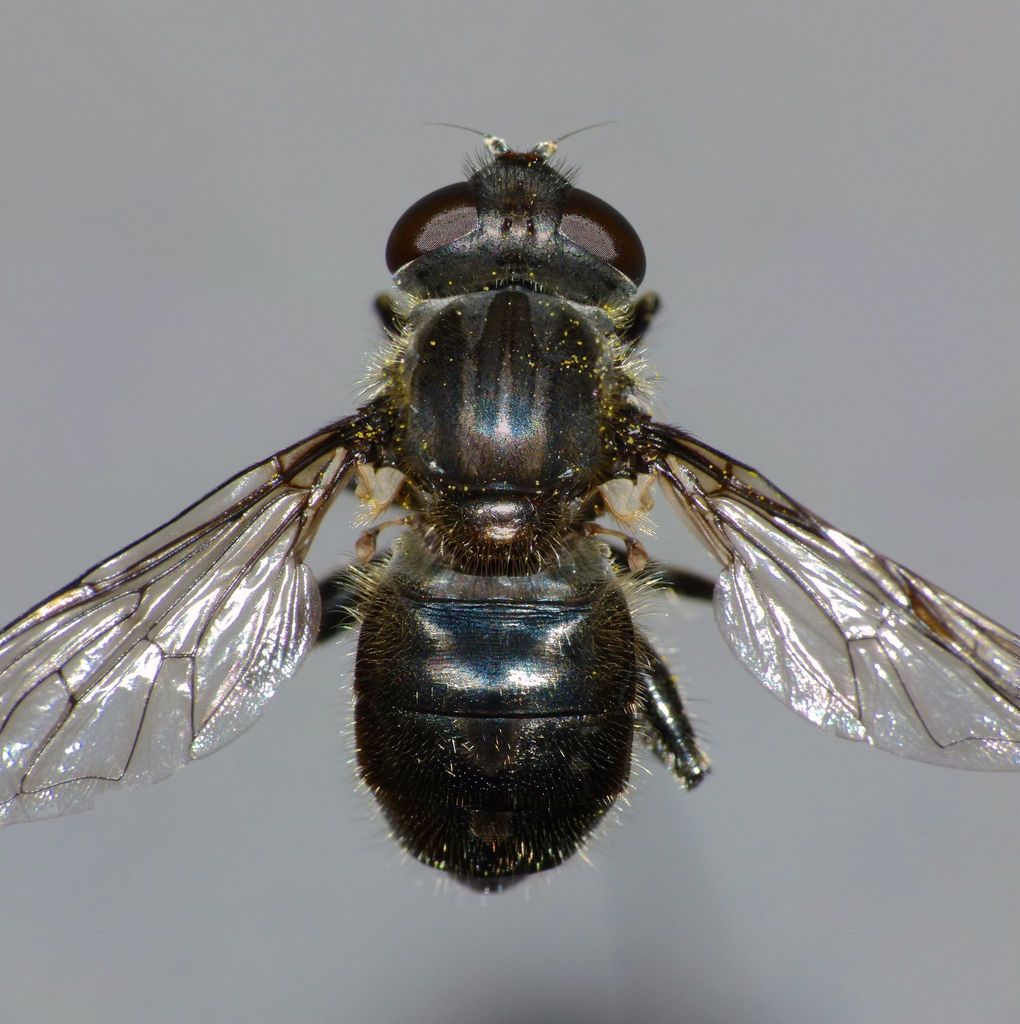 Helophilus hectori