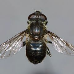 Helophilus montanus