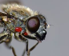 Helophilus montanus