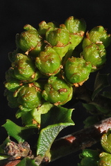 Ceanothus decornutus