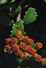 Ceanothus decornutus