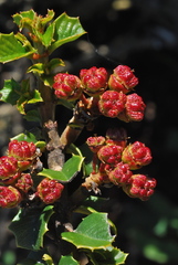 Ceanothus decornutus
