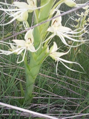 Habenaria gourlieana