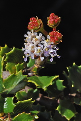Ceanothus decornutus