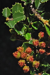 Ceanothus decornutus