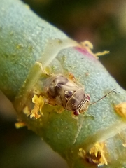 Coridromius chenopoderis