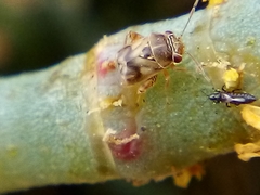 Coridromius chenopoderis